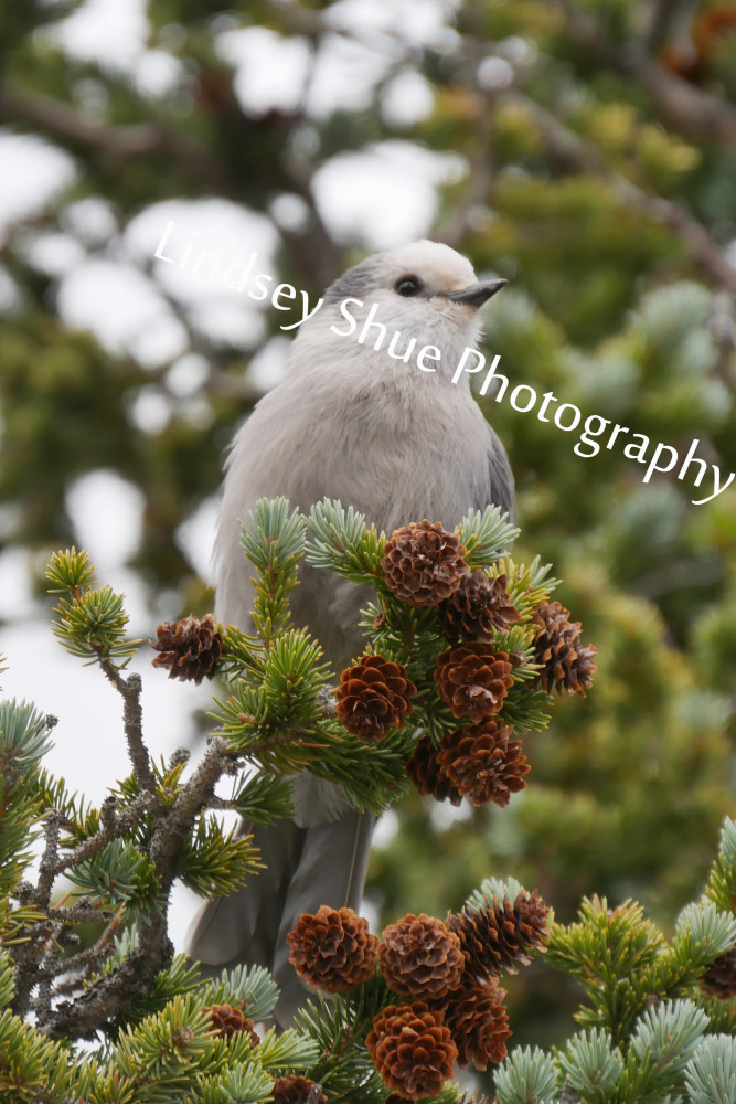 Grey Jay Bird Perches